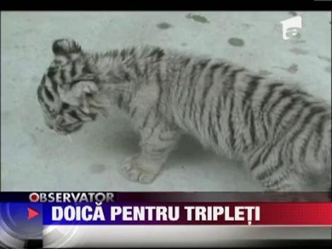 O catelusa a devenit mama adoptiva pentru 3 pui de tigru