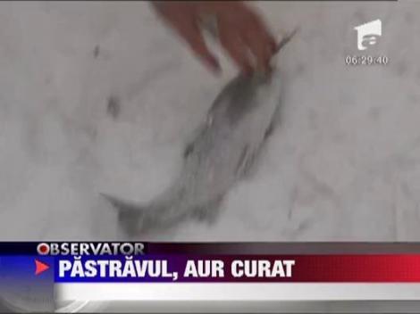 Crescatoriile de peste, pret mai mic decat la supermarket