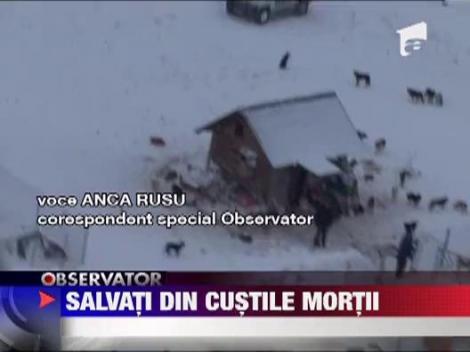 Peste 200 de caini sunt ingropati de vii sub zapada la adapostul Glina