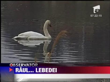 In Oradea au rasarit ghioceii