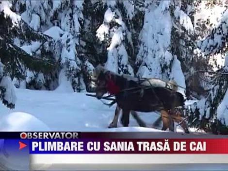 Distractie la munte: Plimbare cu sania trasa de cai