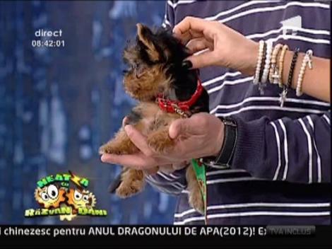 Cum alegi un animal de companie