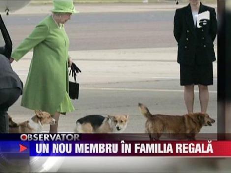 Familia regala britanica va avea un nou membru