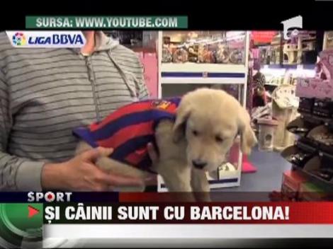 Barcelona are magazin special pentru caini