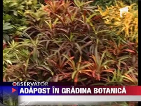 Iesenii se adapostesc de ger in gradina botanica