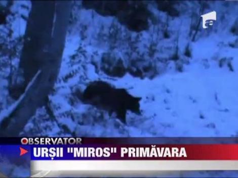 O ursoaica si puii ei s-au plimbat prin Brasov
