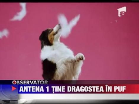Antena 1 va invita din nou la Pufstock