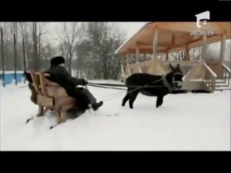 Vladimir Jirinovski isi face campanie electorala cu un magar