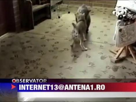 Partener de joaca inedit