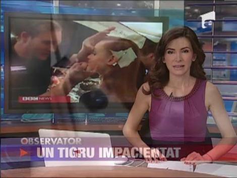 Un tigru de la o gradina zoologica din Marea Britanie face furori pe internet