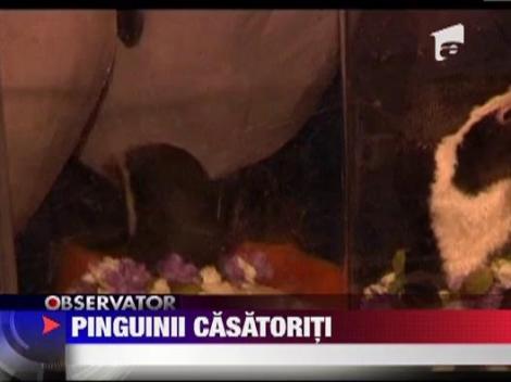 Nunta intre pinguini la acvariul din Shanghai de Ziua Indragostitilor