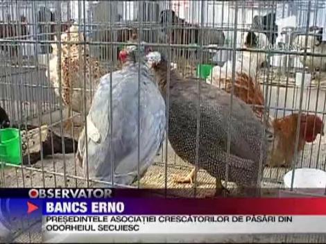 Expozitie de animale mici la Odorheiul Secuiesc