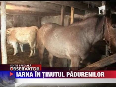 Iarna in tinutul padurenilor