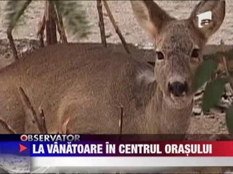 O caprioara s-a pierdut in centrul orasului Pitesti
