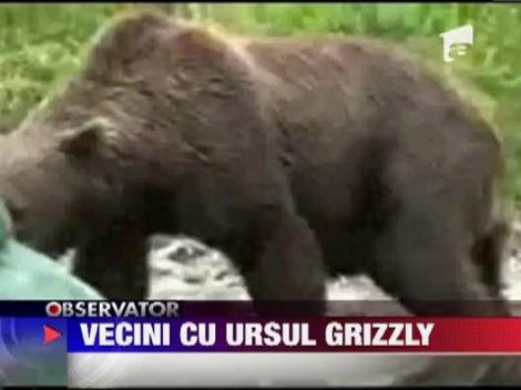 Vecini cu ursul grizzly