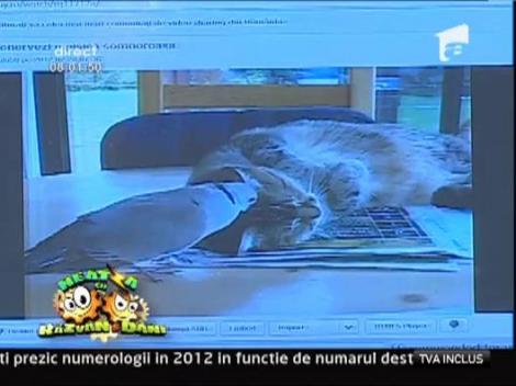 Gugustiucul si pisica