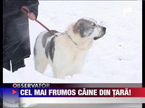 Cel mai frumos caine din tara!