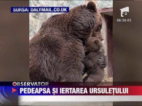Pedeapsa si iertare intr-o familie de ursi