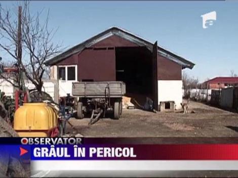 Productia de grau in pericol