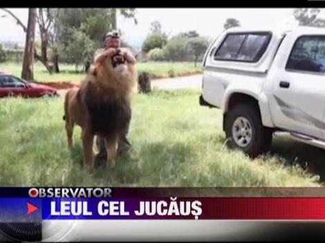 Cel mai jucaus leu din Africa de Sud
