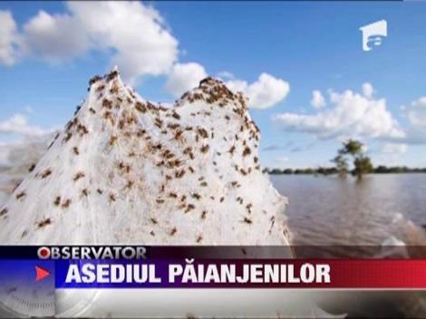 Imagini incredibile in Australia: Oras acoperit in intregime de panze de paianjen