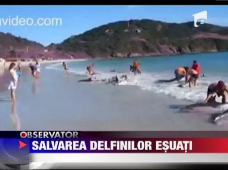 30 de delfini, aflati in pericol de moarte, au fost salvati de turisti