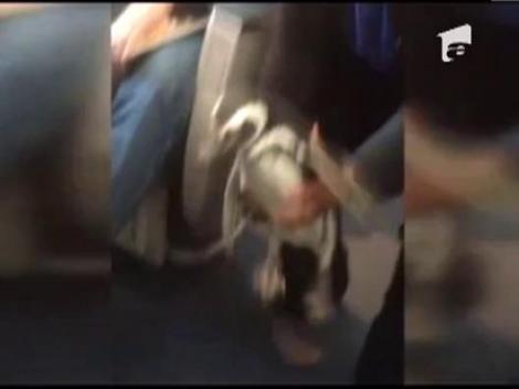 Doi pinguini au facut senzatie intr-un avion