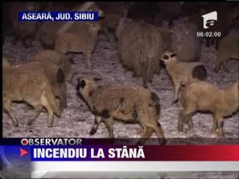 Incendiu violent la o stana din Sibiu: 200 de oi au ars de vii