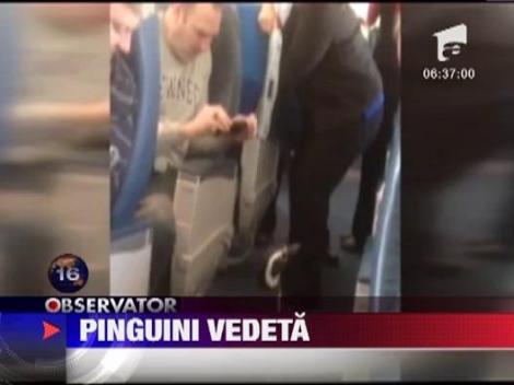 Pinguinii zboara! La clasa I