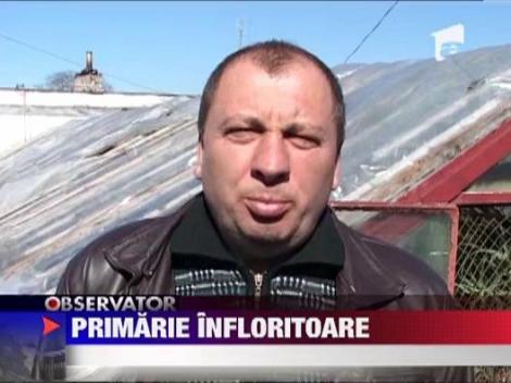 Autoritatile din Aiud au construit sere in care cultiva flori