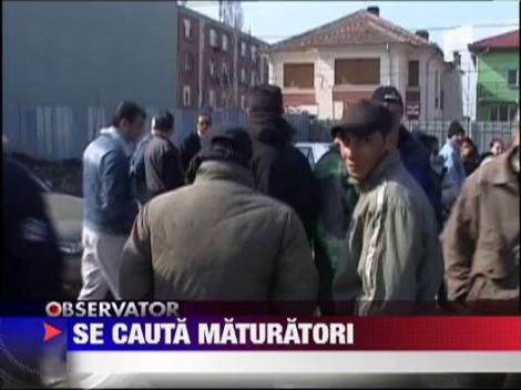 Concurenta mare pentru postul de maturator