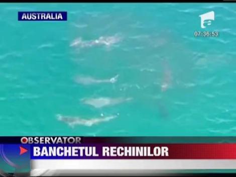 Australia. Sute de rechini, la doar cativa kilometri de litoral