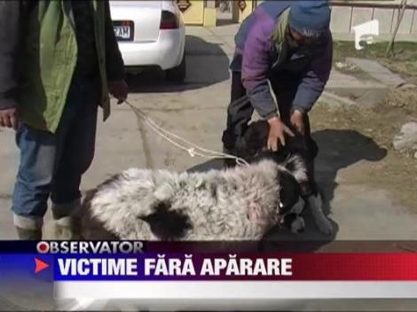 IMAGINI SOCANTE! Caini ciobanesti otraviti in Arad