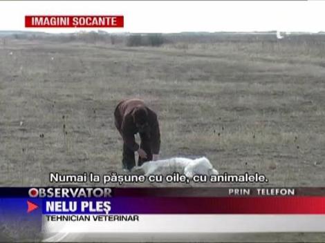 IMAGINI SOCANTE! Update / Caini ciobanesti otraviti in Arad