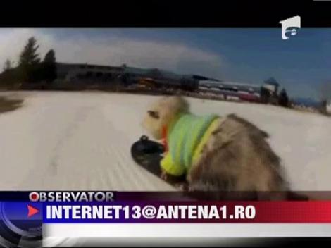 Un oposum se da cu snowboard-ul!