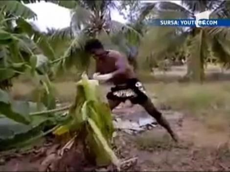 Un luptator rupe un copac din trei lovituri de picior