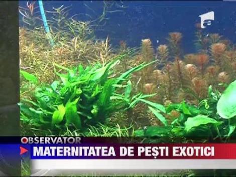 Cea mai noua maternitate de pesti din Romania