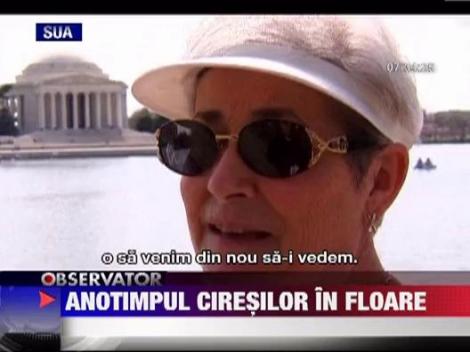 Anotimpul ciresilor in floare