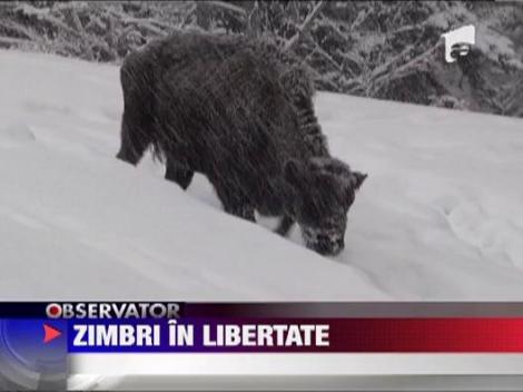 Cinci exemplare de zimbru vor fi reintroduse in salbaticie