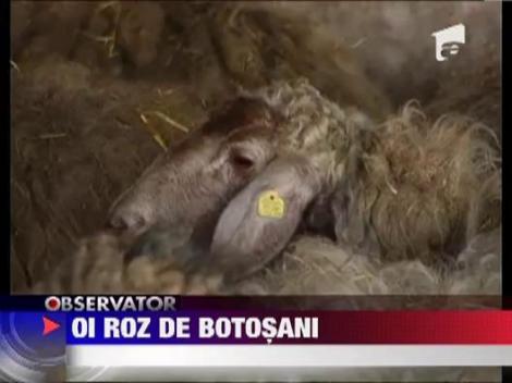 Oaia Roz de Botosani
