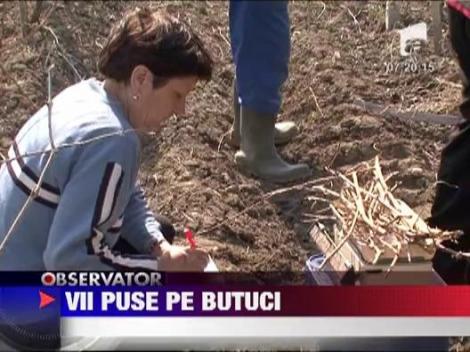 Gerul a facut ravagii in podgoriile din judetul Buzau