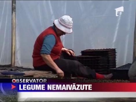 Soiuri de legume romanesti