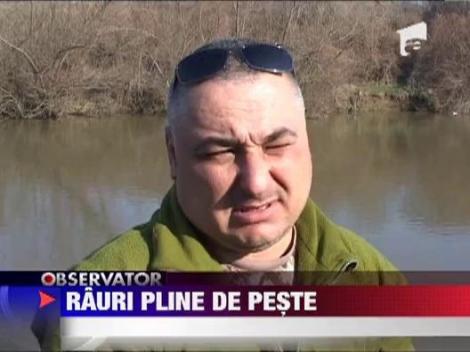 Raurile Mures si Crisul Alb, populate cu doua tone de crap