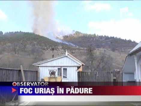 Foc urias in padure