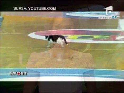 O pisica a intrat pe teren la un meci de baschet in Israel