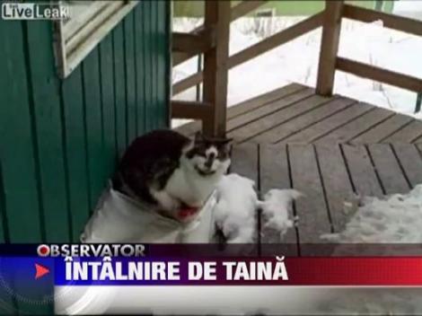 Intalnire de gradul trei intre o vulpe, un vultur si doua pisici