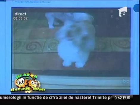 Reactii la alarma de dimineata