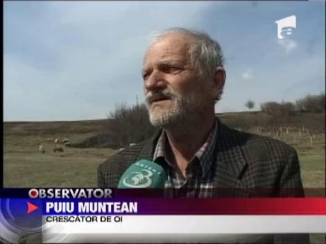 Crescatorii romani de oi prefera sa vanda peste hotare