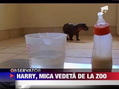 Pui de hipopotam pitic, vedeta la Zoo