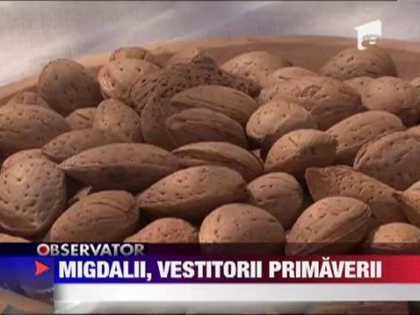 Migdalii, vestitori primavarii
